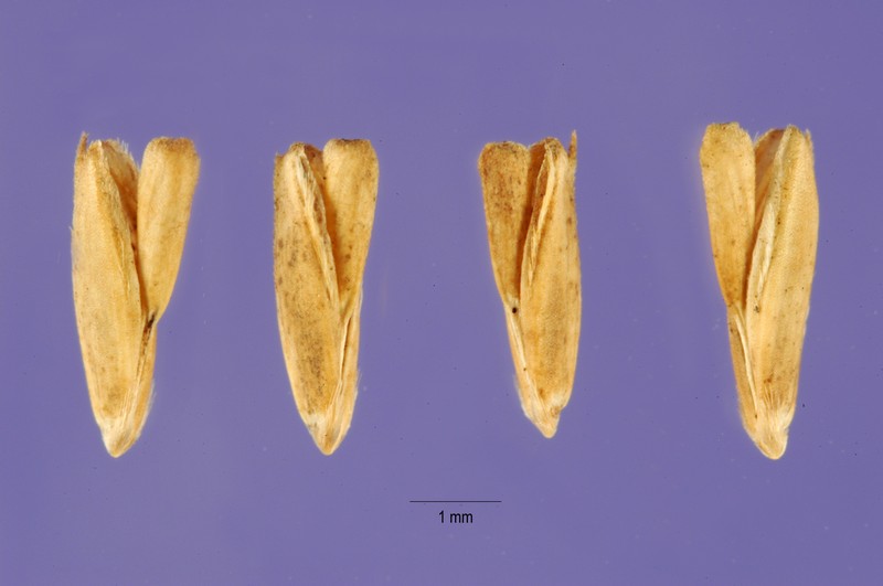 Mexican Windmill Grass