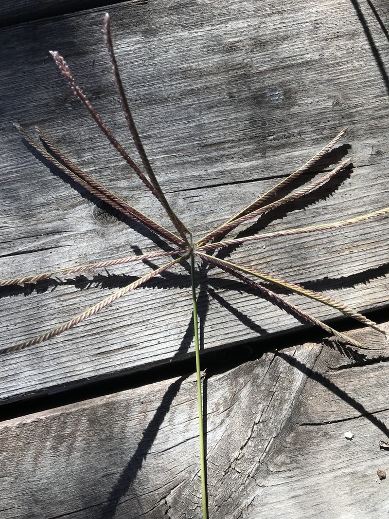 Mexican Windmill Grass