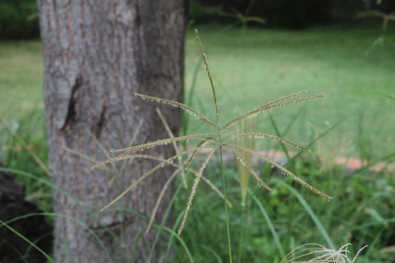 Mexican Windmill Grass photo 2
