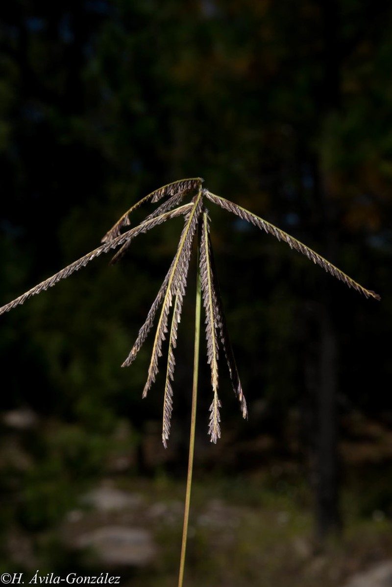 Mexican Windmill Grass photo 3