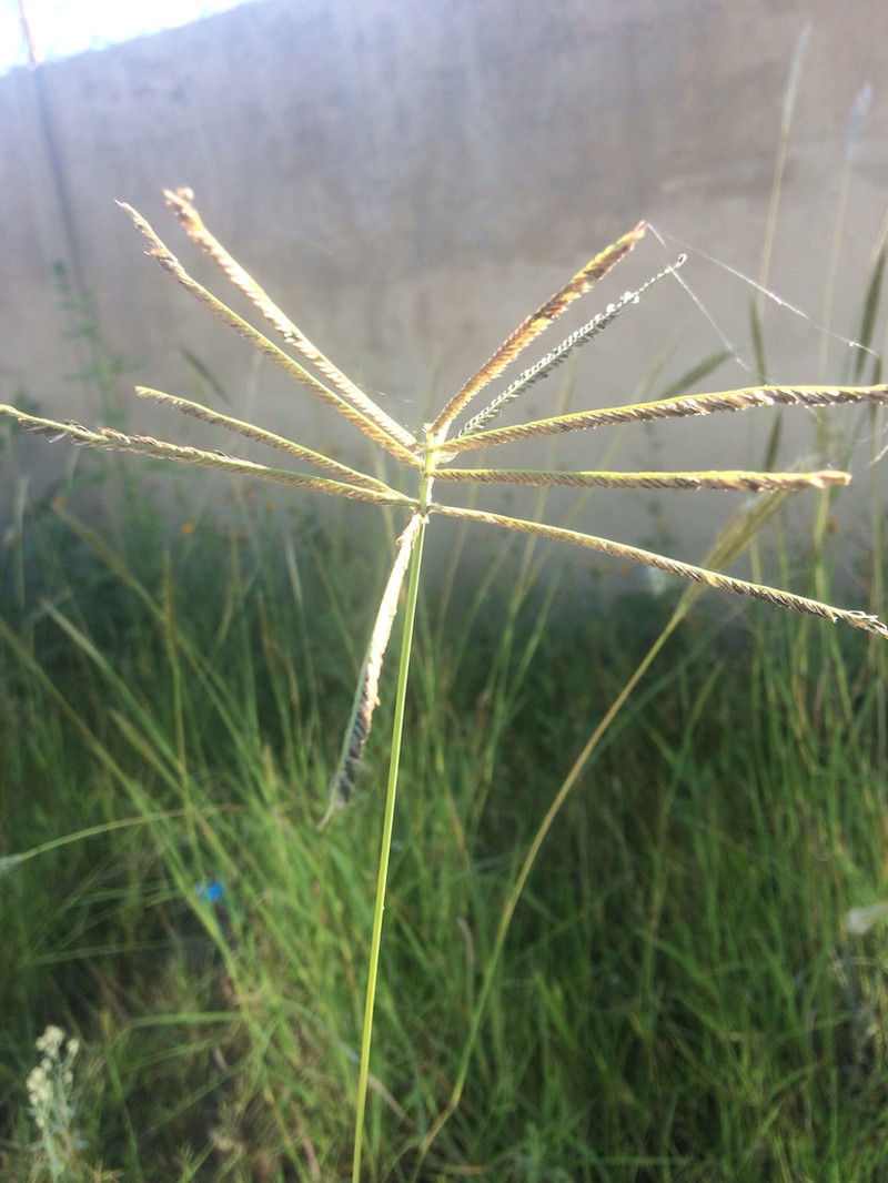Mexican Windmill Grass photo 4