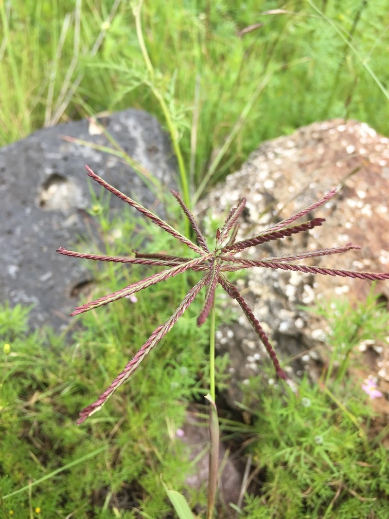 Mexican Windmill Grass photo 5