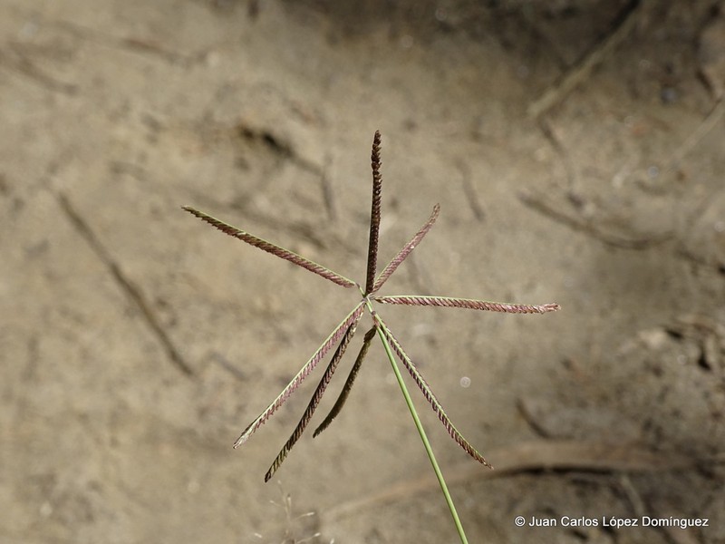 Mexican Windmill Grass photo 6