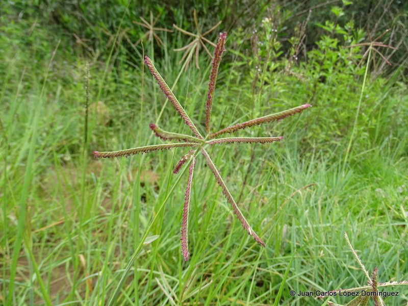 Mexican Windmill Grass photo 7