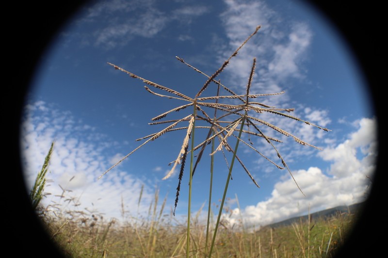 Mexican Windmill Grass photo 8