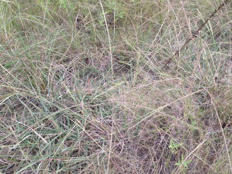 Texas Windmill Grass