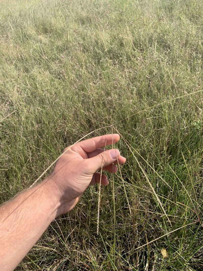 Texas Windmill Grass photo 2