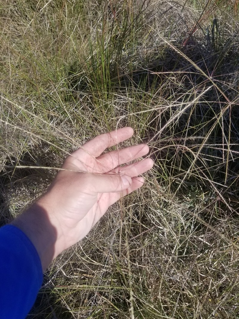Texas Windmill Grass photo 3