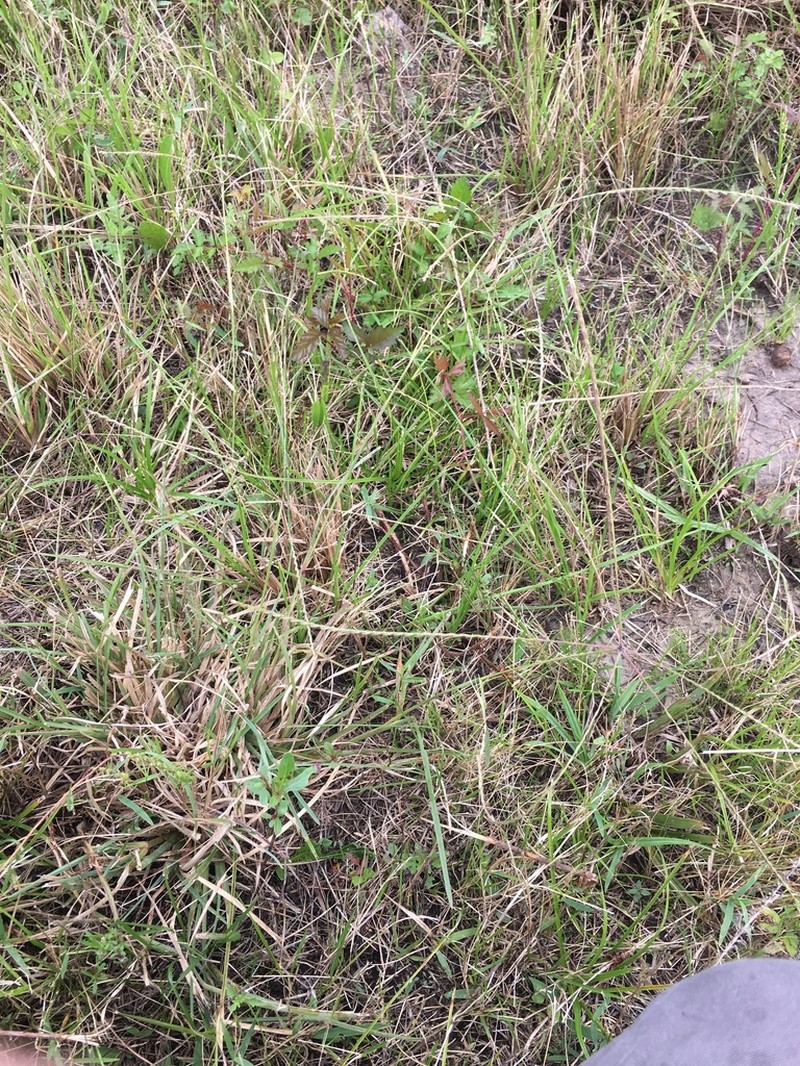 Texas Windmill Grass photo 4