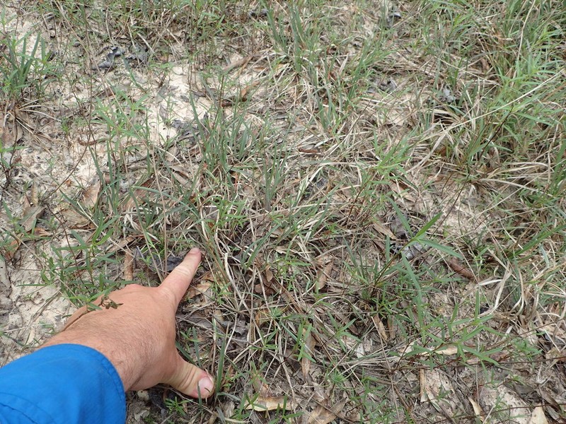 Texas Windmill Grass photo 5