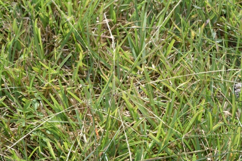 Texas Windmill Grass photo 6