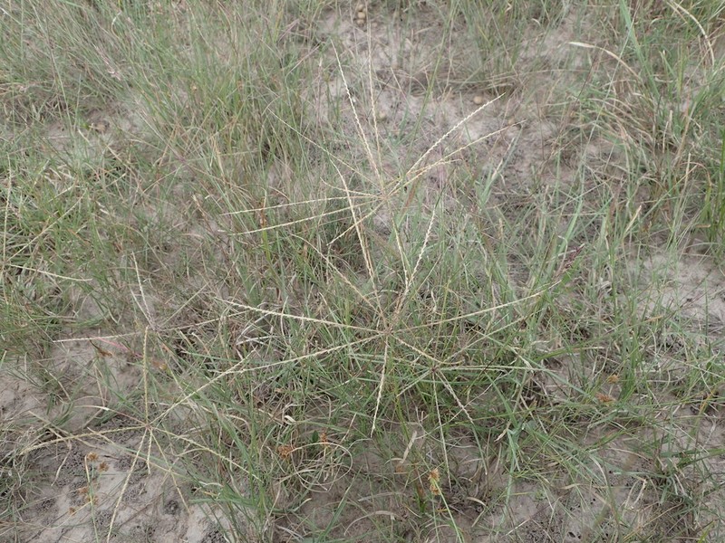 Texas Windmill Grass photo 7