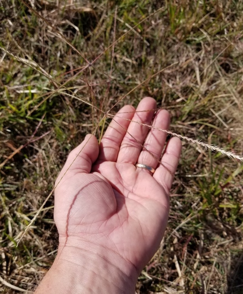 Texas Windmill Grass photo 8
