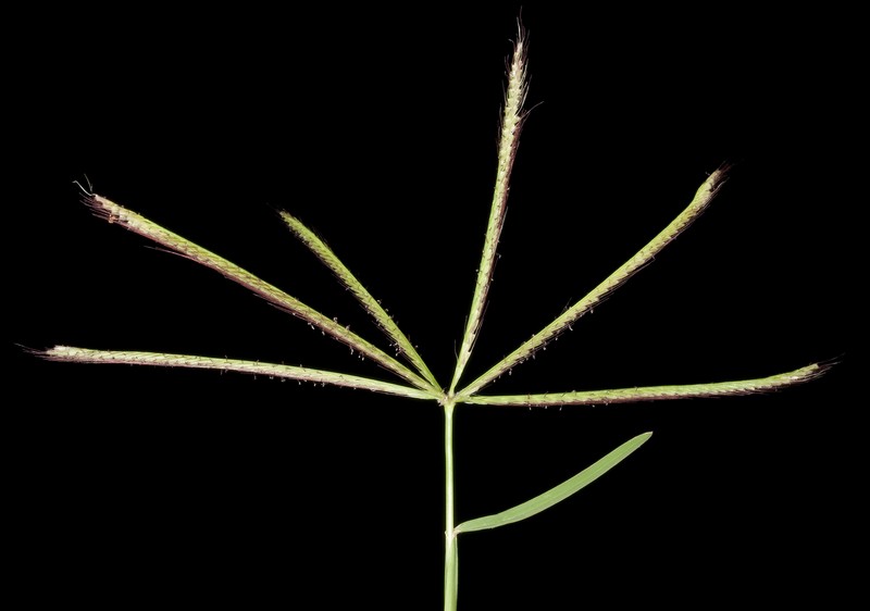 Australian Fingergrass photo 4