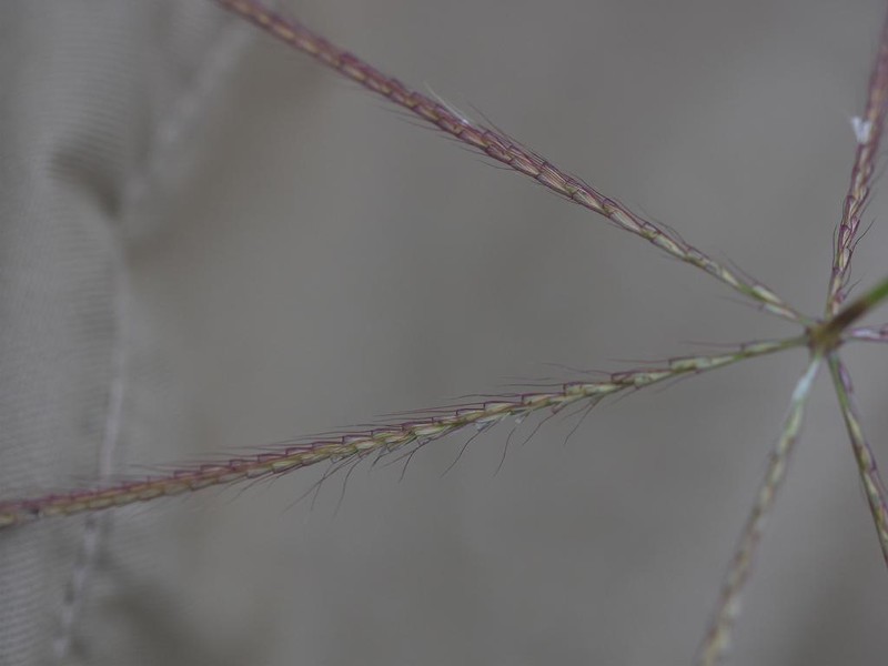 Australian Fingergrass photo 2