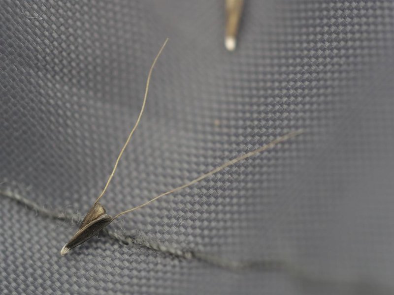 Australian Fingergrass photo 5