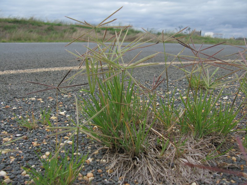 Australian Fingergrass photo 8