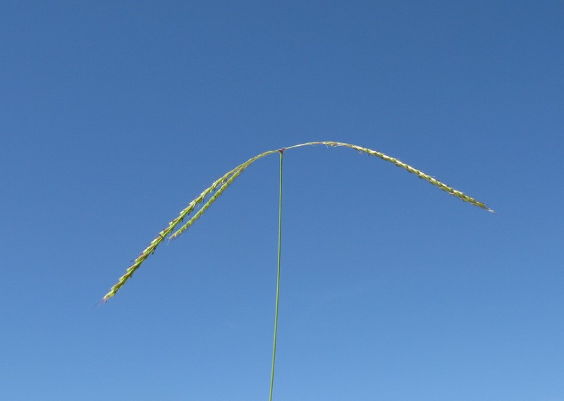 Australian Windmill Grass photo 2