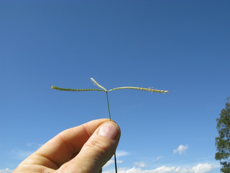 Australian Windmill Grass photo 3