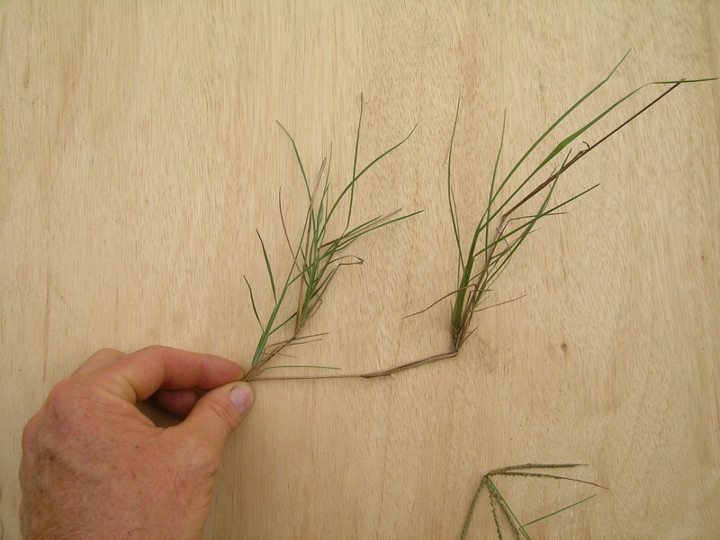 Australian Windmill Grass