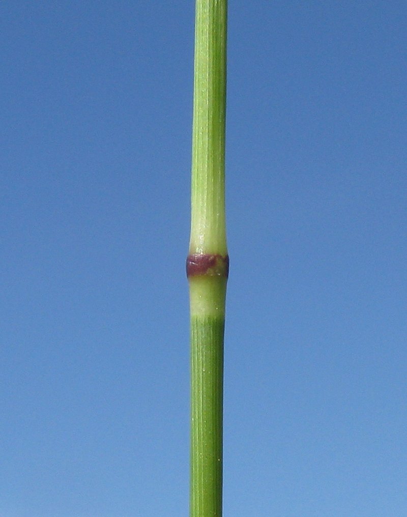Australian Windmill Grass photo 4