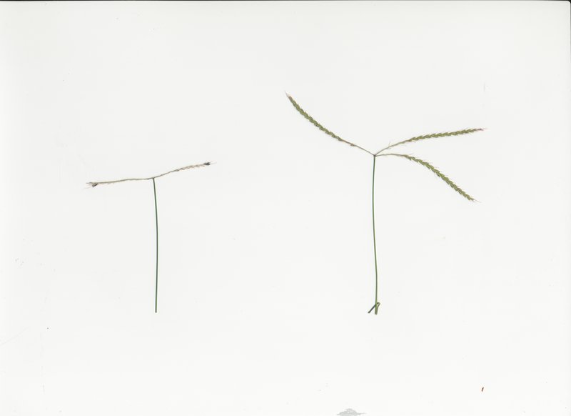 Australian Windmill Grass photo 5