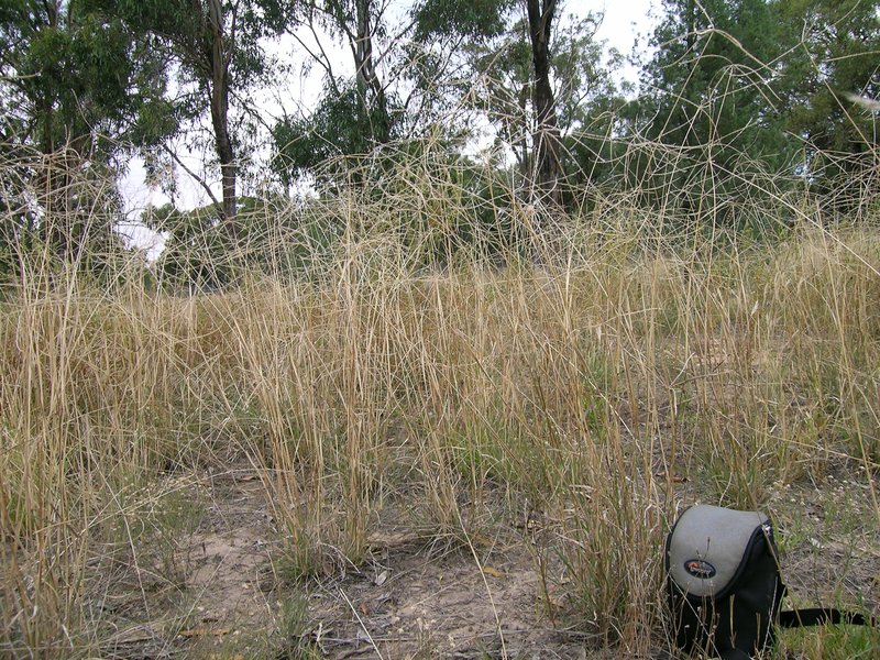 Australian Windmill Grass photo 6