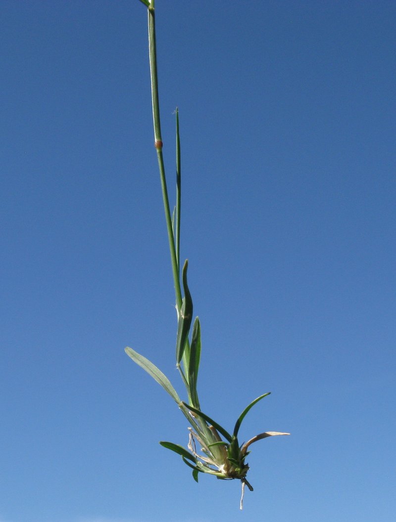 Australian Windmill Grass photo 7