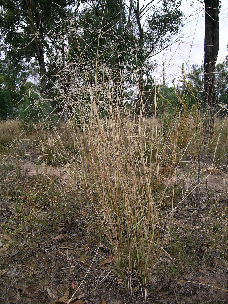 Australian Windmill Grass photo 8