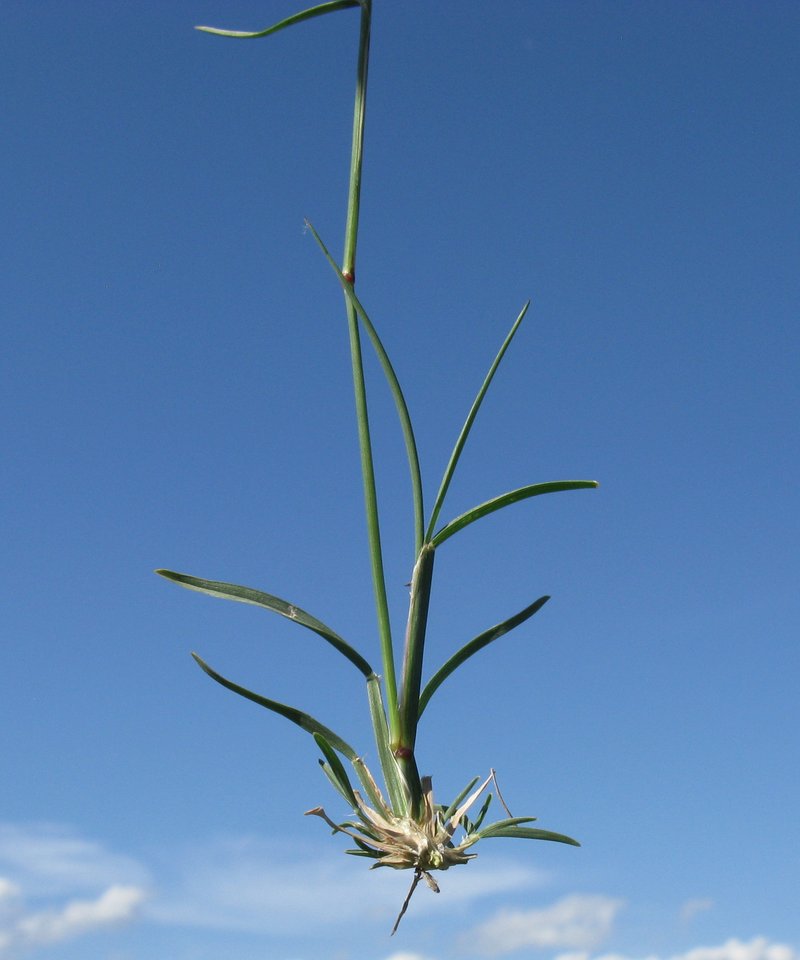 Australian Windmill Grass photo 9