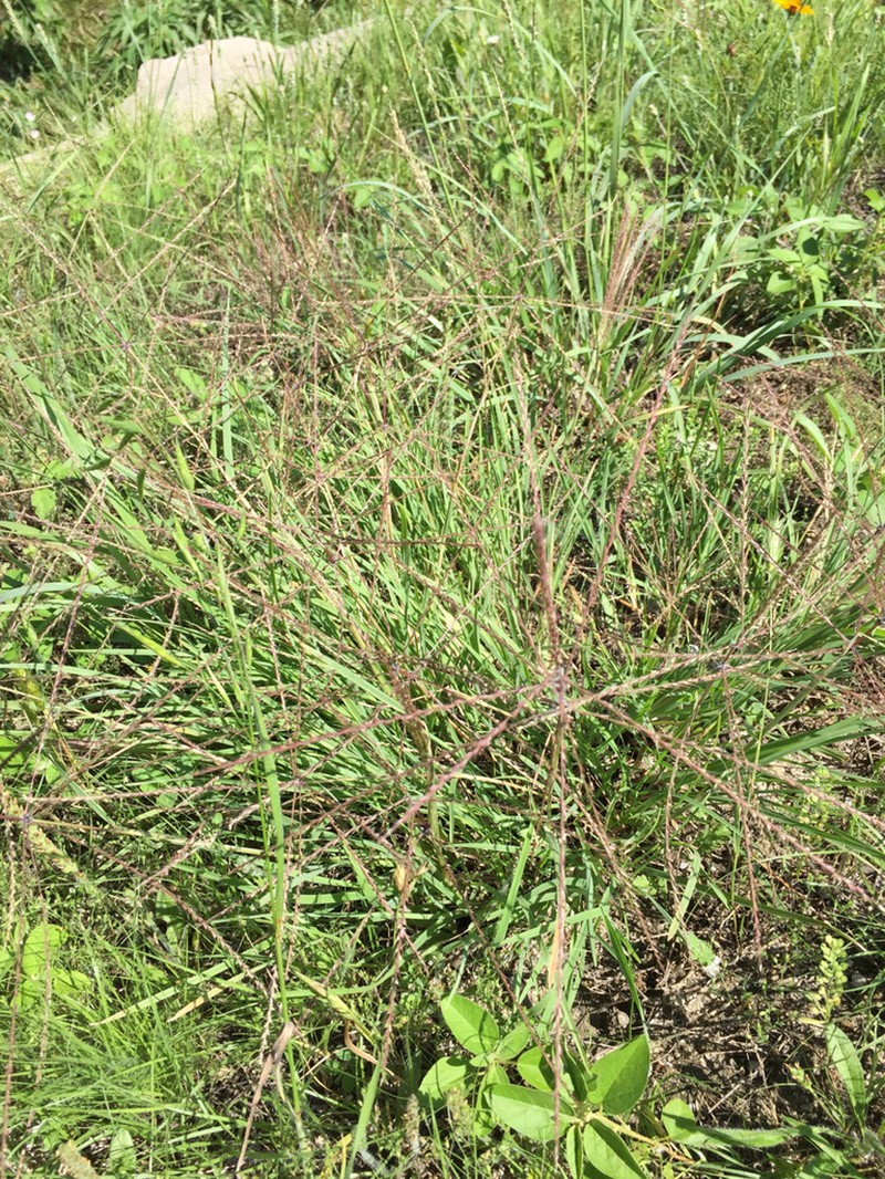 Tumble Windmill Grass
