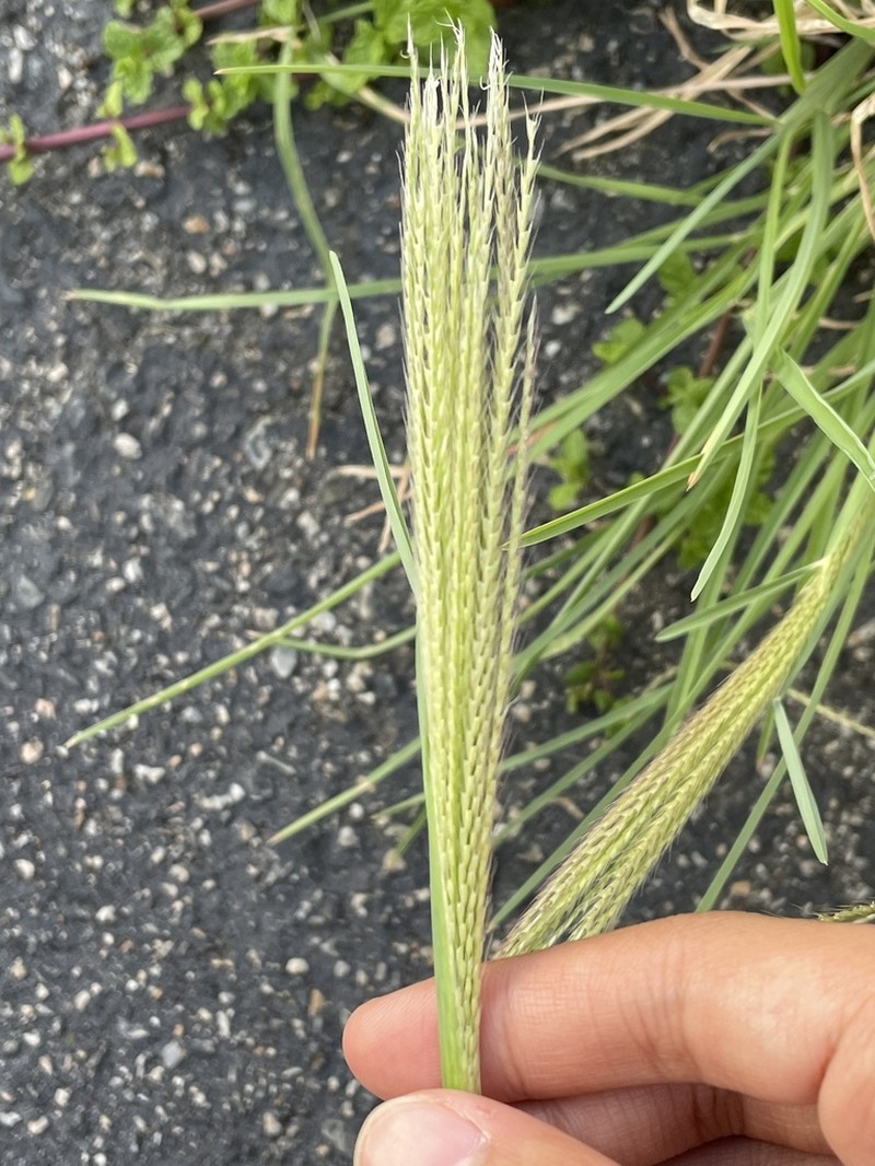 Tumble Windmill Grass photo 2