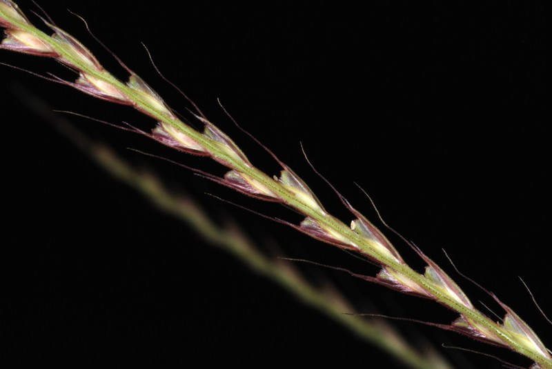 Tumble Windmill Grass photo 3
