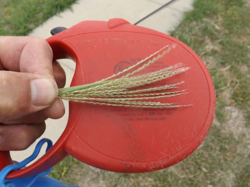 Tumble Windmill Grass photo 4