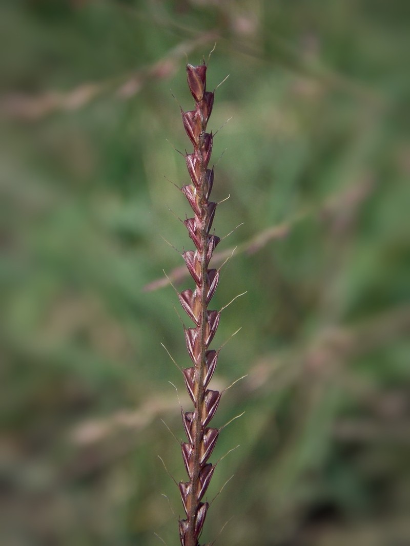 Tumble Windmill Grass photo 5