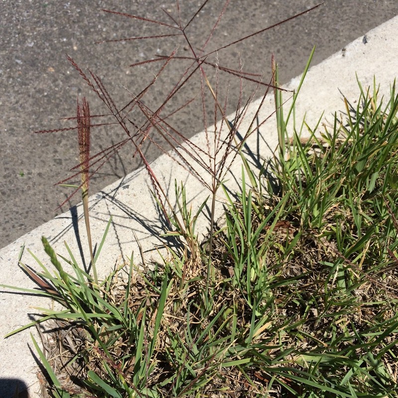 Tumble Windmill Grass photo 6