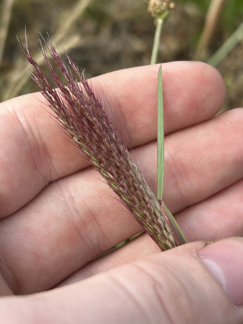 Tumble Windmill Grass photo 7
