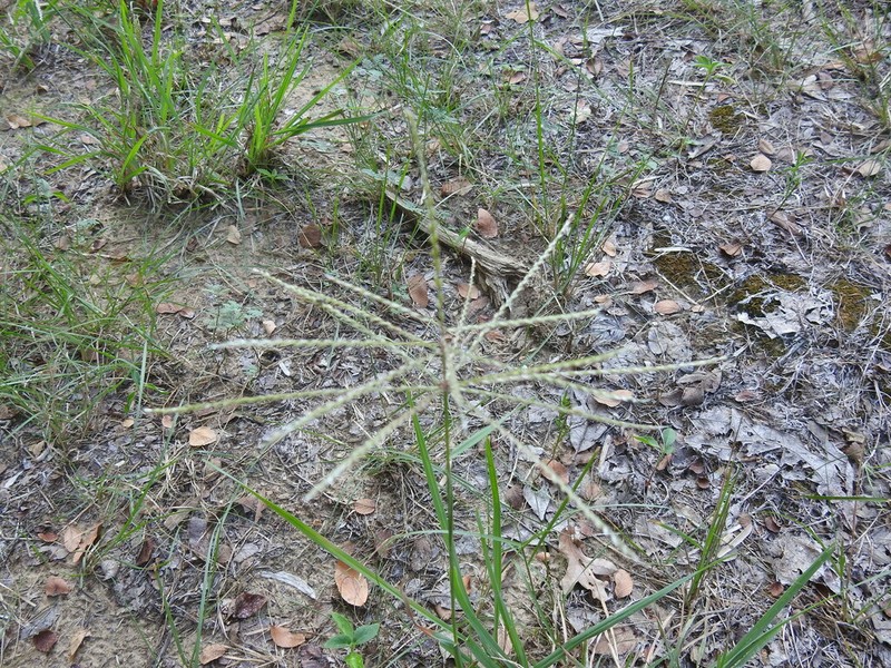 Tumble Windmill Grass photo 8