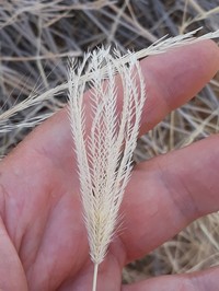 Feather Fingergrass