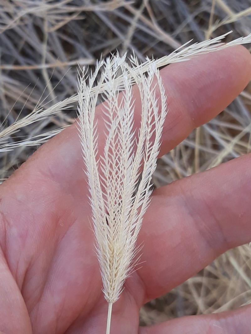 Feather Fingergrass