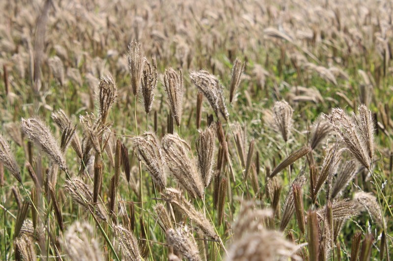 Feather Fingergrass photo 2