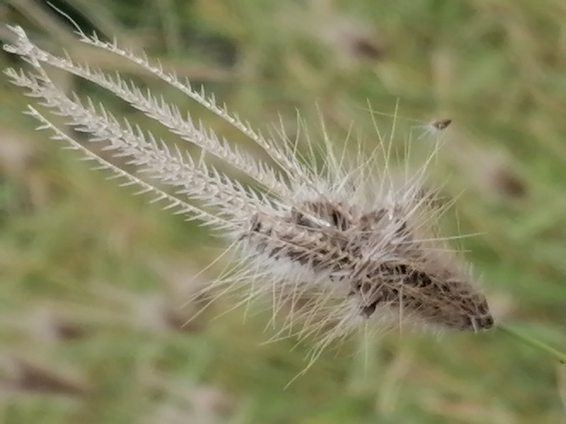 Feather Fingergrass photo 3