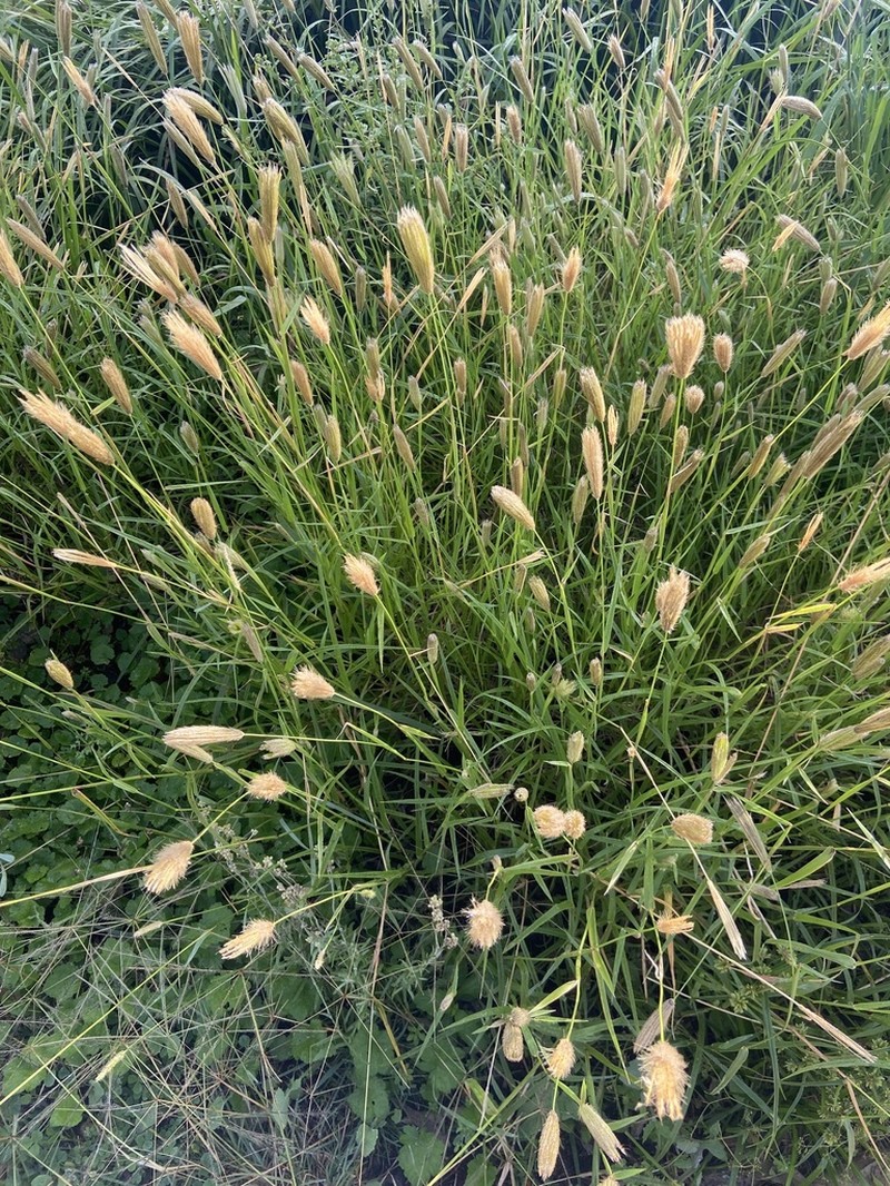Feather Fingergrass photo 4