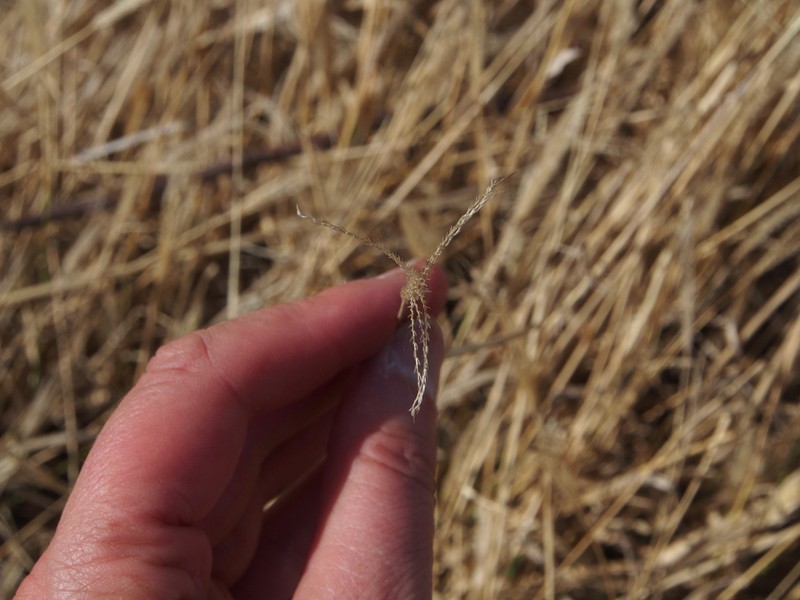 Feather Fingergrass photo 5