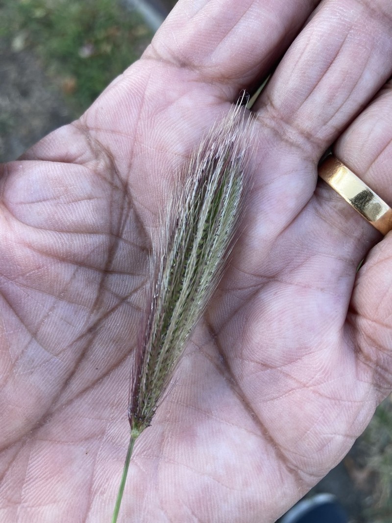 Feather Fingergrass photo 6