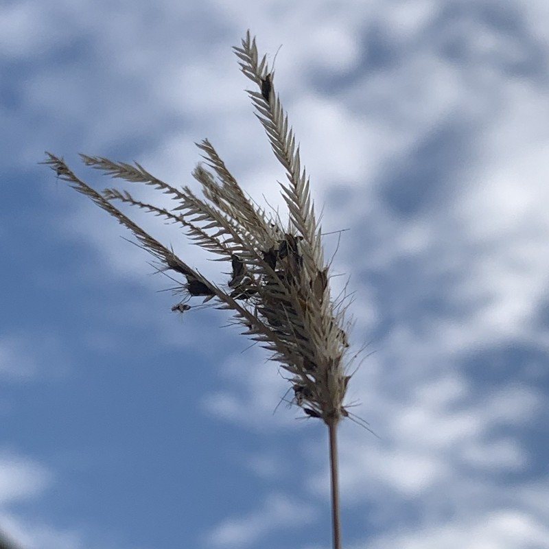 Feather Fingergrass photo 8