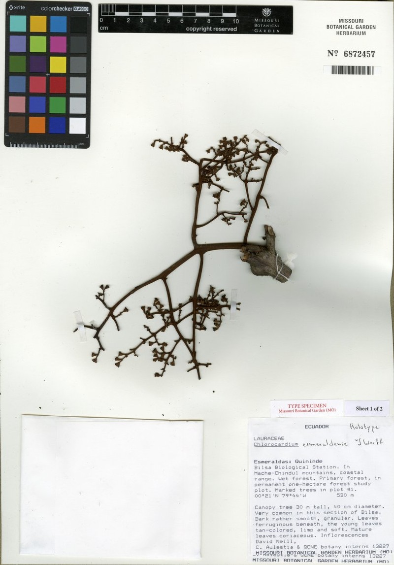 Chlorocardium esmeraldense