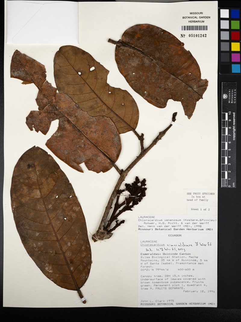 Chlorocardium esmeraldense photo 2