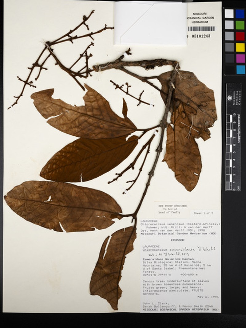 Chlorocardium esmeraldense photo 3