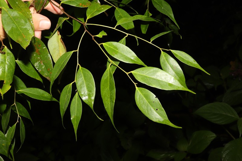 Chlorocarpa pentaschista